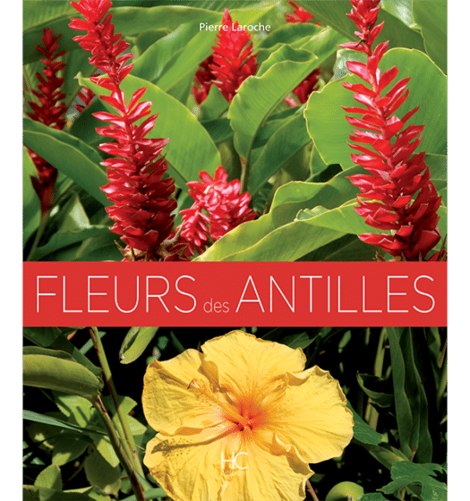 fleurs des antilles