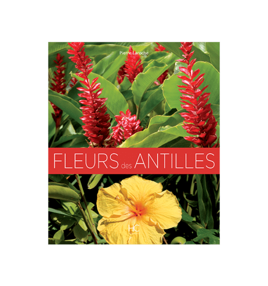 fleurs des antilles